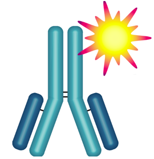 检测抗体偶联荧光素