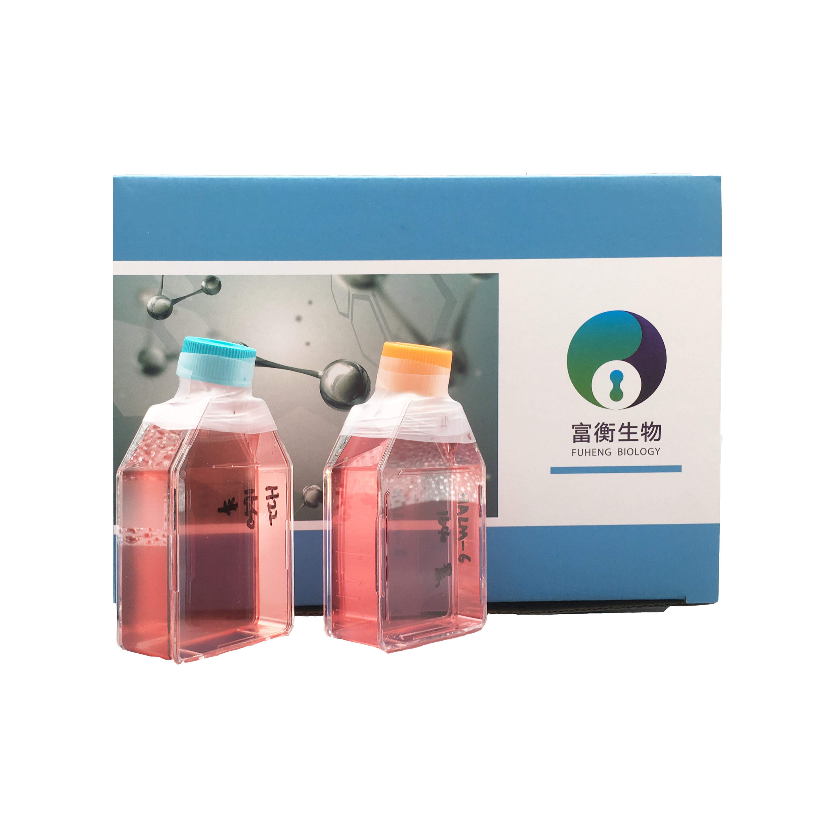 人包皮成纤维细胞1