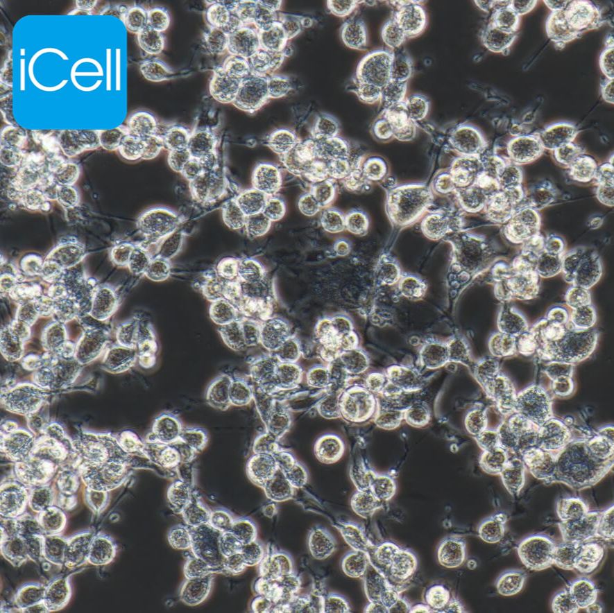 MFC 小鼠前胃癌细胞 ATCC细胞株、细胞系