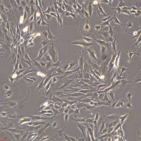 C2C12细胞敲除mNqo1基因细胞系