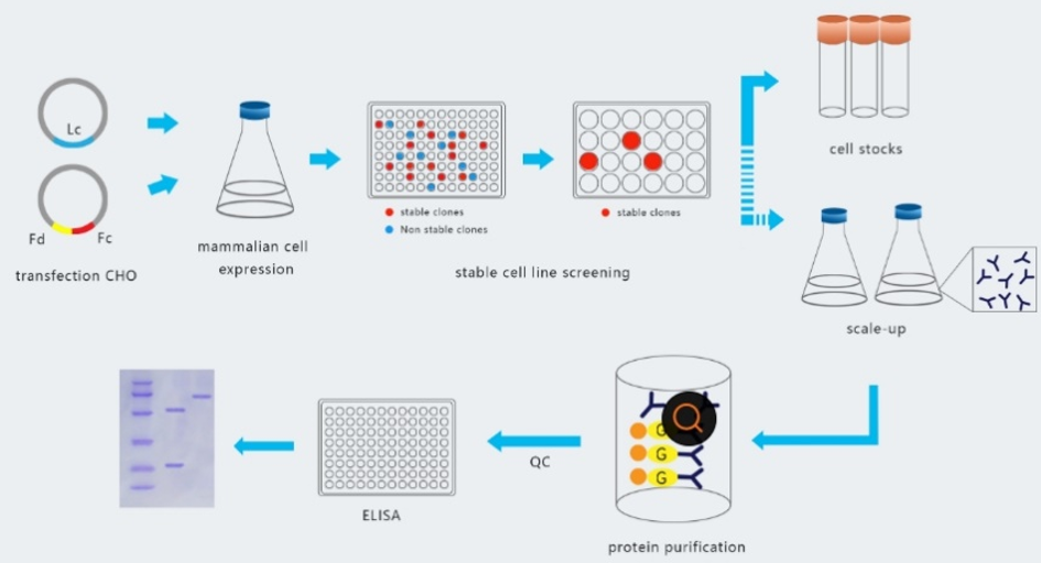 抗体和系列免疫检测技术全解析（五）：免疫检测试剂罗列和挑选