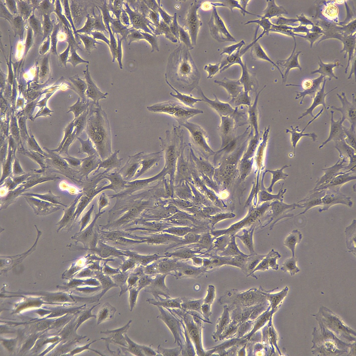C2C12细胞敲除mNqo2基因细胞系
