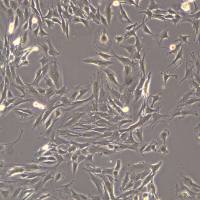 C2C12细胞敲除mNqo2基因细胞系