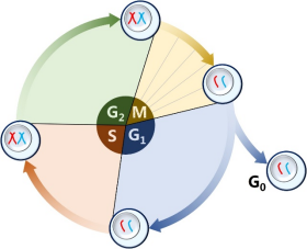 细胞周期检测：原理、结果解读与实验注意事项 | Elabscience®