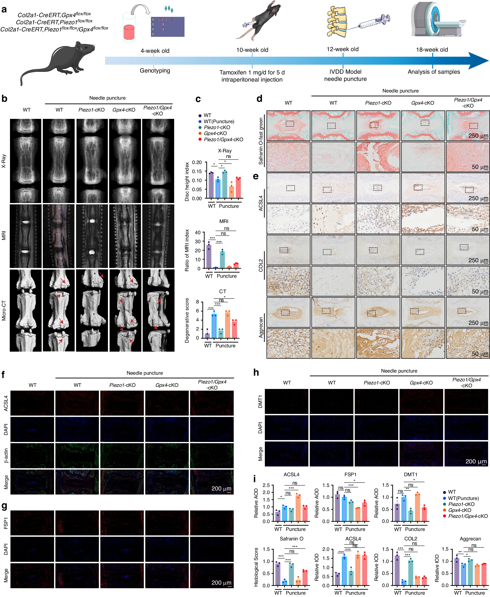 Piezo1 通道通过介导机械应力诱导的铁内流来加剧髓核细胞的铁死亡