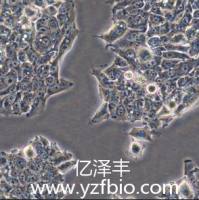 NCI-H358人非小细胞肺癌细胞