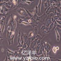 glioma261小鼠神经胶质瘤细胞