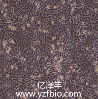 DF-1鸡胚成纤维细胞