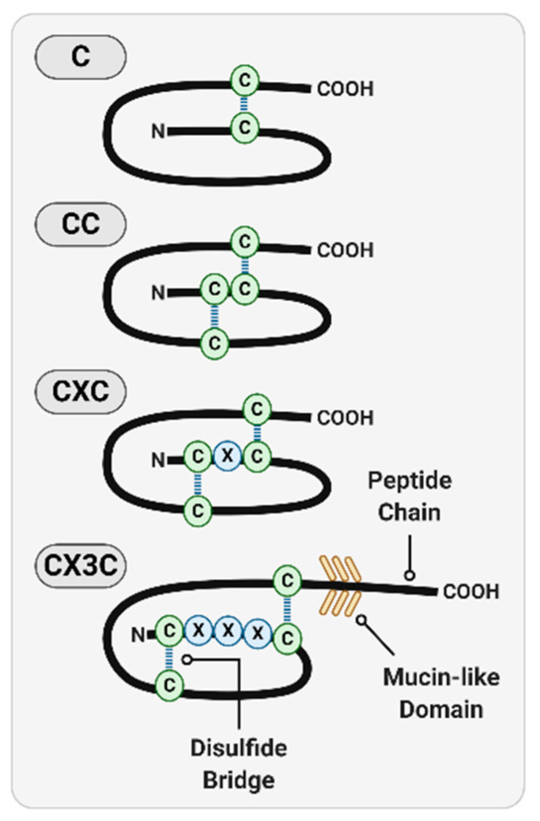 趋化因子及其受体：免疫调控中的关键角色