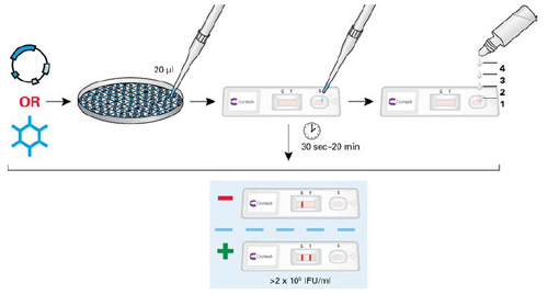 腺病毒滴度测定Adeno-X™ Rapid Titer Ki