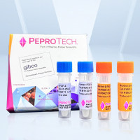 Biotinylated Goat Anti-Human IL-12 (HEK293-derived immunogen，50ug)