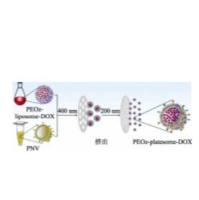 血小板膜包裹负载阿霉素（DOX）的DSPE-PEOz脂质体