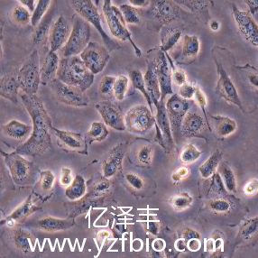 HS-5人永生化骨髓细胞