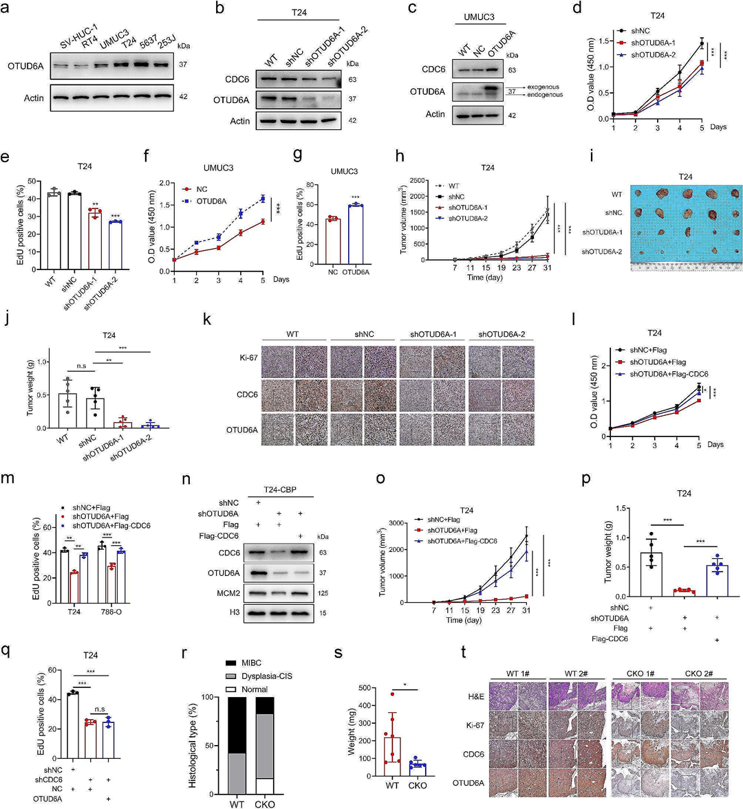 山东大学齐鲁医院等团队揭示CDC6蛋白的去泛素化机制