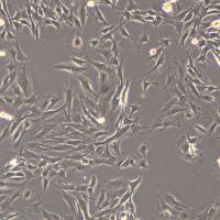 C2C12细胞敲除mNqo1,mNqo2基因细胞系