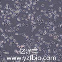 BEAS-2B人正常肺上皮细胞