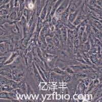 Caki-1人肾透明细胞癌皮肤转移细胞