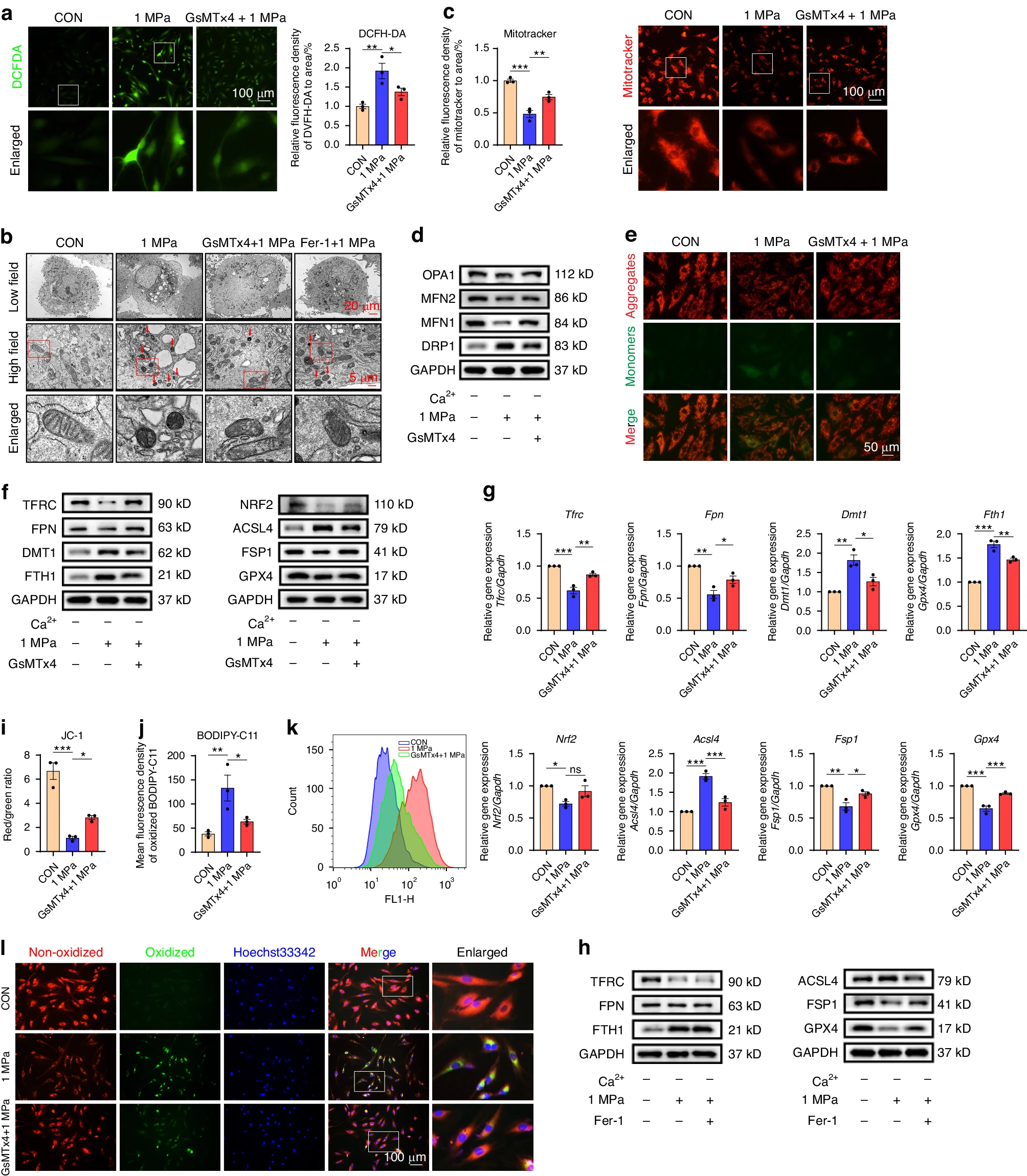 Piezo1 通道通过介导机械应力诱导的铁内流来加剧髓核细胞的铁死亡
