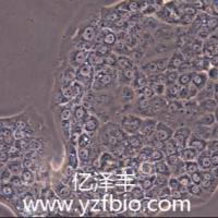 capan-1人胰腺癌肿瘤细胞