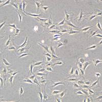 NIH 3T3细胞敲除mCul3基因细胞系