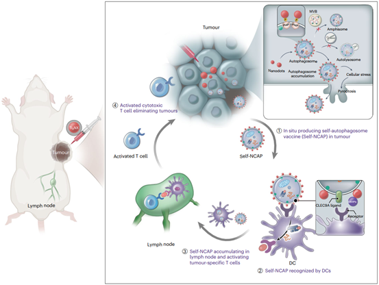 Nature子刊丨纳米点包裹的自噬体强效癌症疫苗——癌症治疗新突破！
