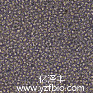 BALL-1人B淋巴细胞急性白血病细胞