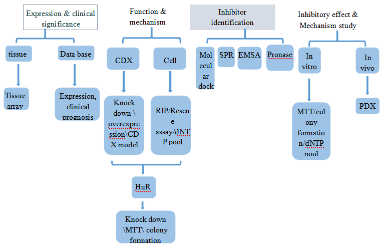郑州大学团队发现联苯苄唑通过靶向HuR/RRM2轴抑制ESCC增殖的分子机制