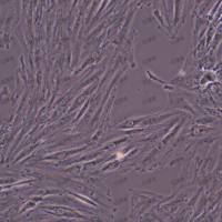 H9c2(2-1) 大鼠心肌细胞