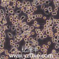 BV-2小鼠小胶质细胞