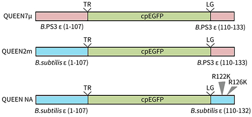 pET-N-His-TEV-QUEEN NA (ATP荧光探