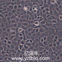 MLE-12 小鼠肺泡上皮细胞