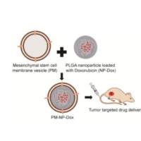 脐带血中的间充质干细胞(MSCs)包覆的 PLGA纳米颗粒包封阿霉素(DOX)