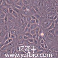 NRK-52E大鼠肾细胞