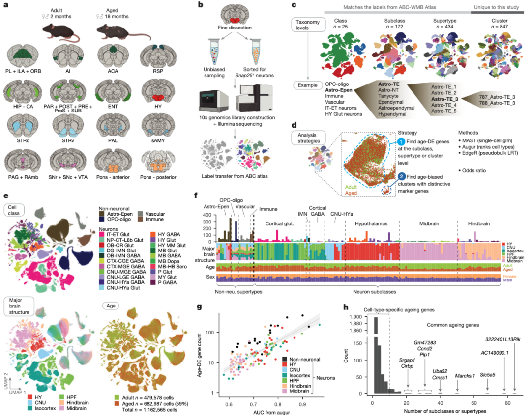 Nature|小鼠健康衰老的全脑细胞类型特异性转录组特征