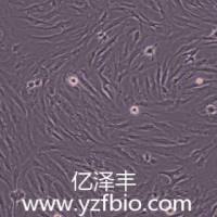 HPNE人正常胰腺导管细胞