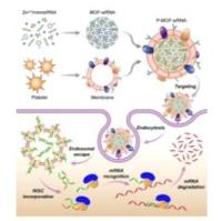 血小板细胞膜修饰金属有机框架 MOF 包载小干扰 RNA（siRNA）