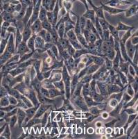 HGC-27人胃癌细胞(未分化)