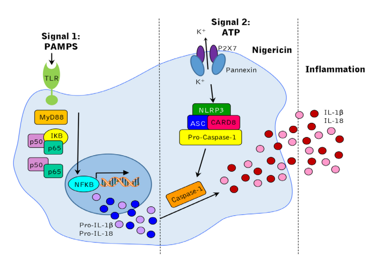 科研爆款！这款试剂盒让细胞焦亡研究一目了然