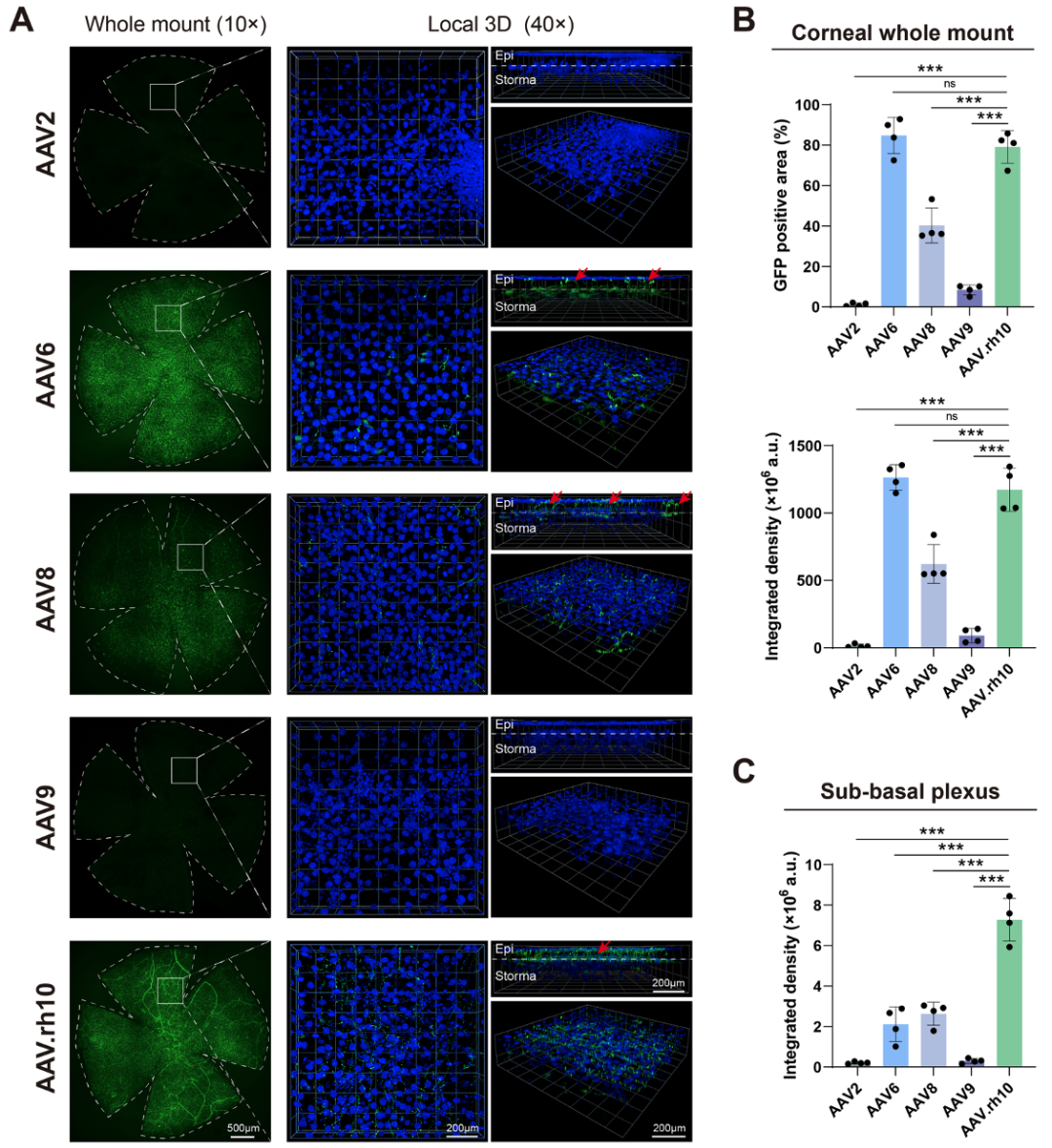 山东第一医科大学附属眼科研究所谢立信教授和张碧凝教授团队发表新成果——AAV介导的角膜基因疗法预防和治疗神经营养性角膜病变