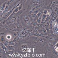 HMC3人小胶质细胞