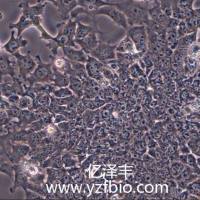 Hepa 1-6小鼠肝癌细胞