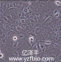 AML-12小鼠肝实质细胞