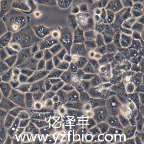 HET-1A人食管上皮细胞