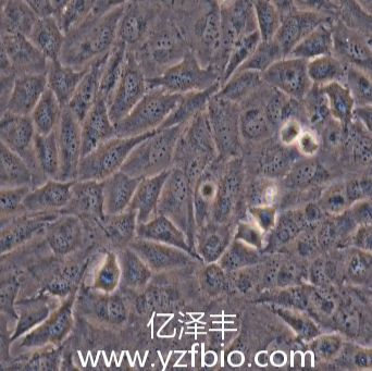 T98G 人脑胶质瘤细胞