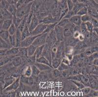 T98G 人脑胶质瘤细胞