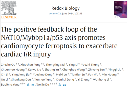 治疗心肌缺血再灌注新策略——哈尔滨医科大学团队揭示NAT10调控心肌缺血再灌注的分子机制