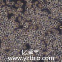 Ana-1小鼠巨噬细胞