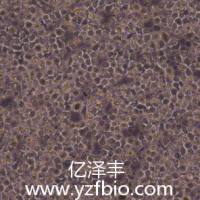 C1498小鼠白血病细胞