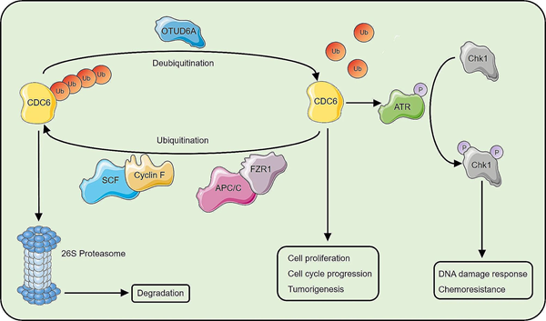 山东大学齐鲁医院等团队揭示CDC6蛋白的去泛素化机制