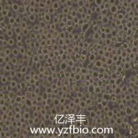 Thp-1人单核细胞白血病